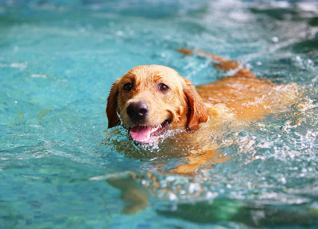 Labrador Retriever nadando