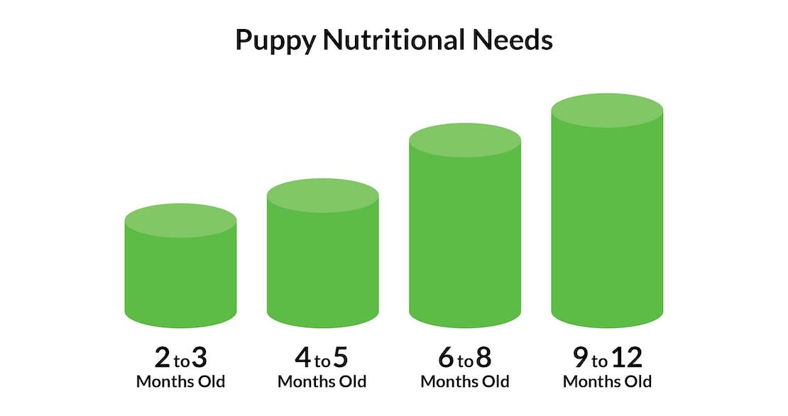 A chart of puppy feeding recommendations based on age.