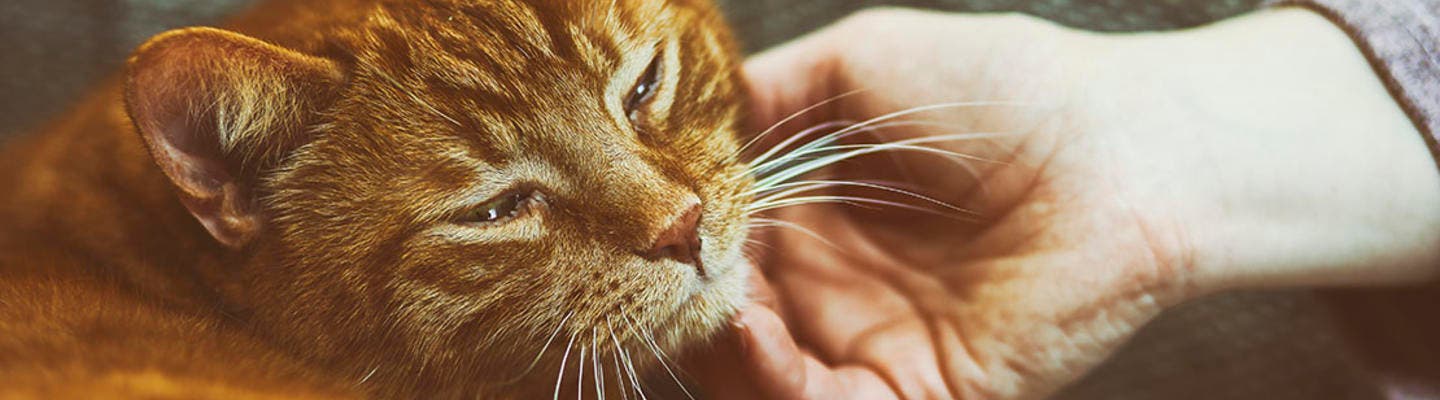 Orange cat on sofa with a woman's hand gently stroking