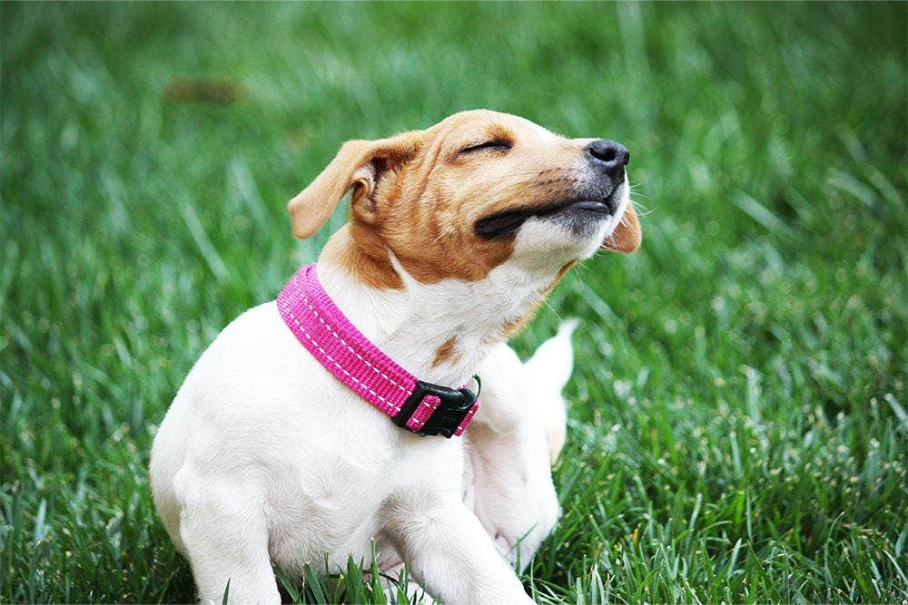 hoofdafbeelding hond krabben grasveld