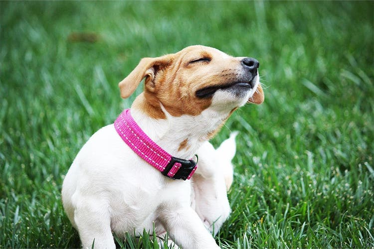 hoofdafbeelding hond krabben grasveld
