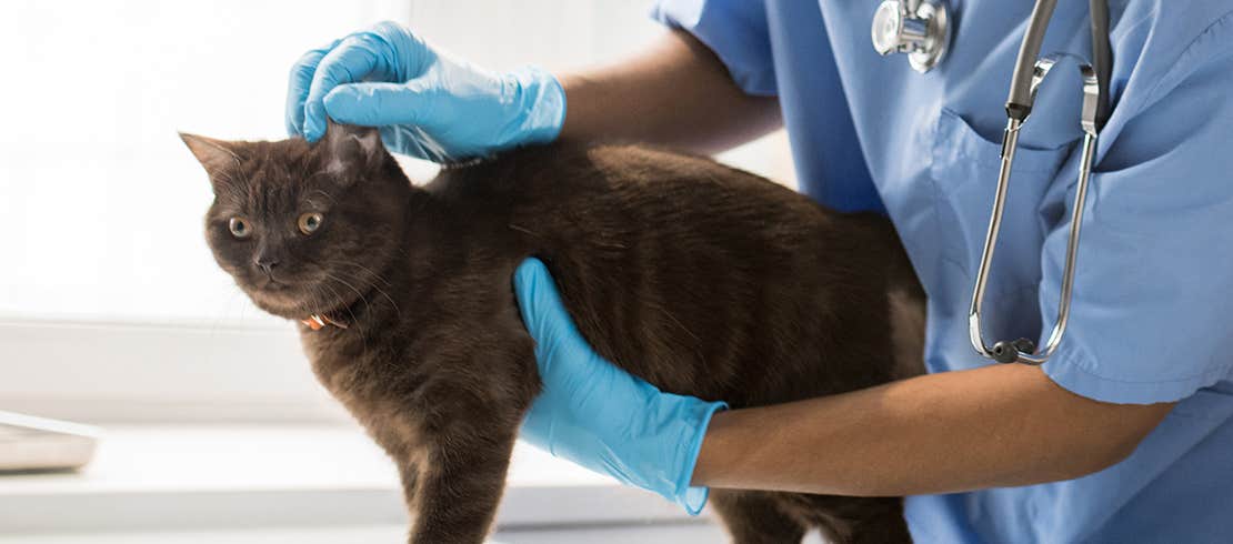 A cat being examined by a vet for ear mites 