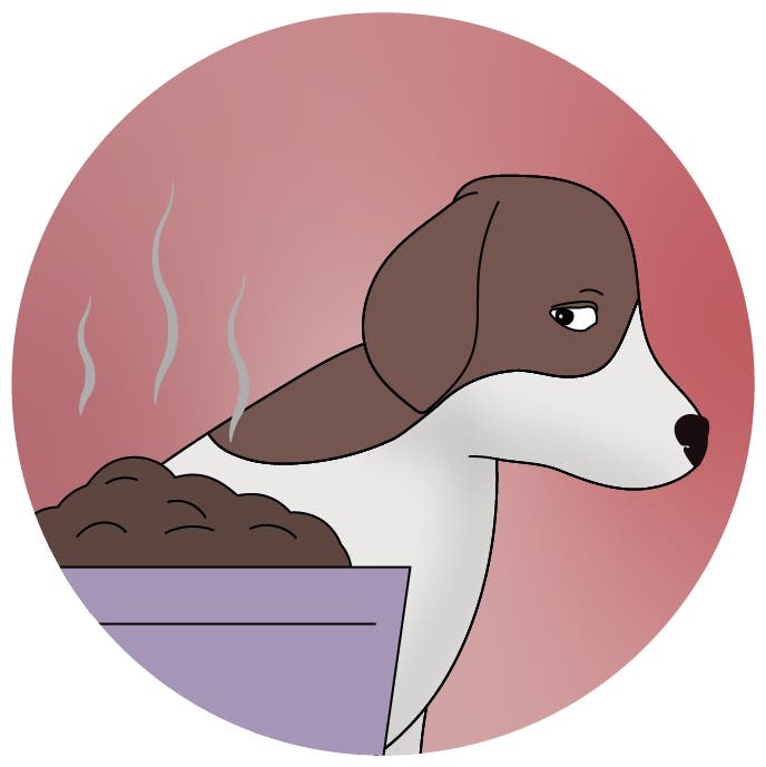 Dogs with ear infections can lose their appetite