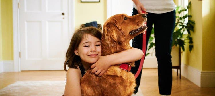 Hoe wordt artrose bij honden behandeld?