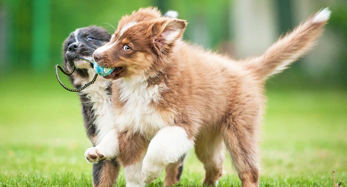 Fluffy puppies playing together.