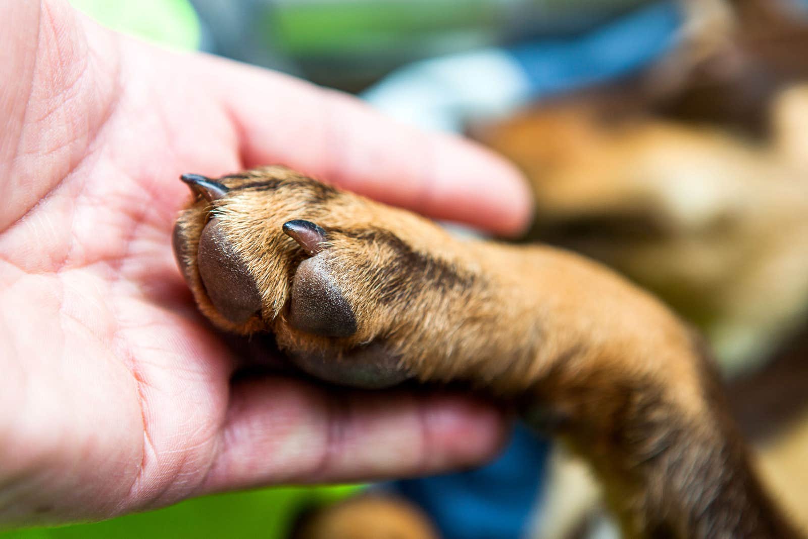 propriétaire qui tient la patte de son chien