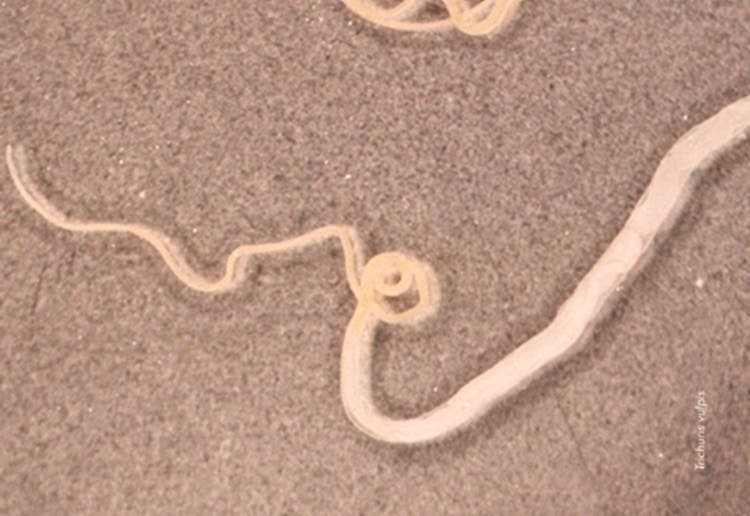 Whipworm