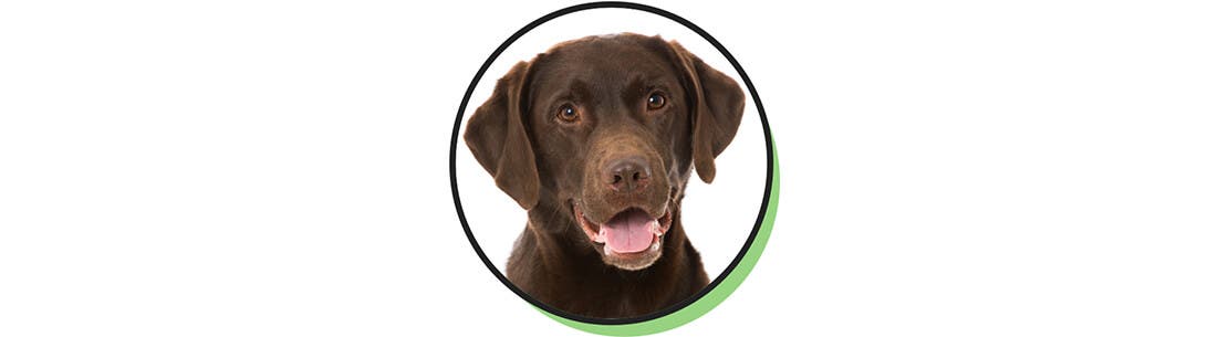A smiling brown Labrador