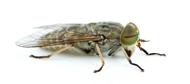 La puntura della mosca cavallina