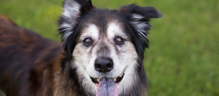 Brown dog with white aging face, smiling with one ear up and one ear down.
