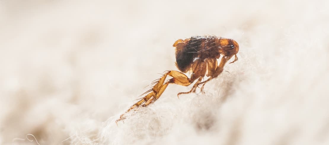 A zoomed-in image of a flea jumping off of the carpet.