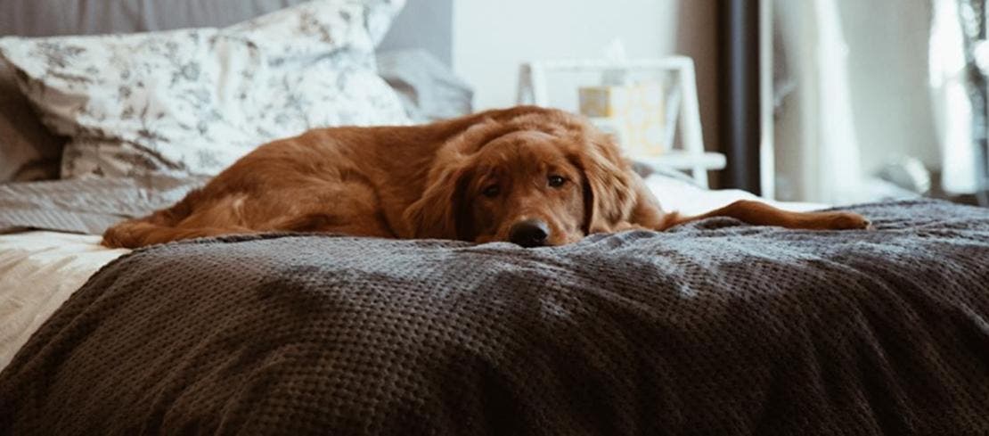Hund, som ser syg ud, hviler på en seng