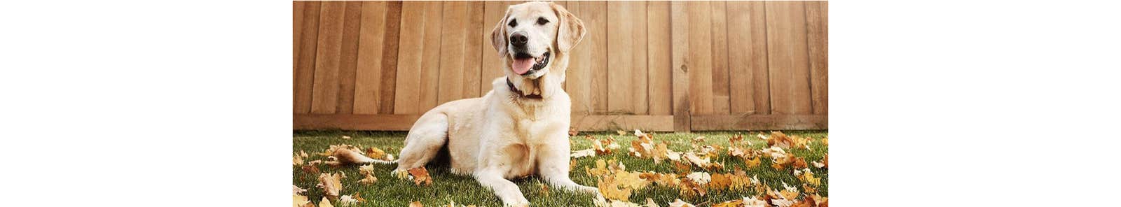 Dog lying on grass at risk of parasites