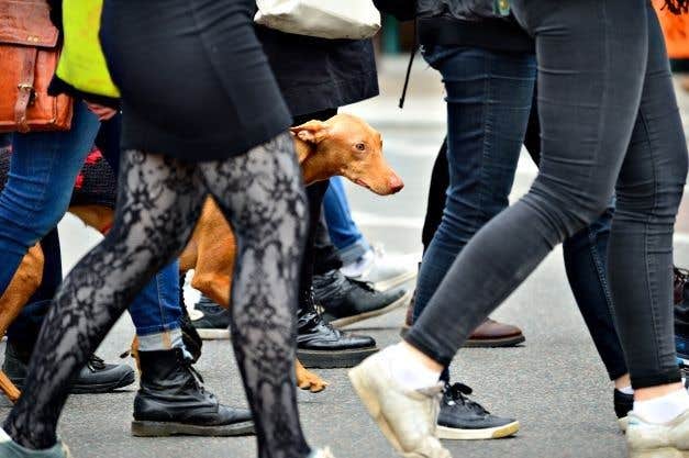 Vizsla hund mellem benene på mennesker