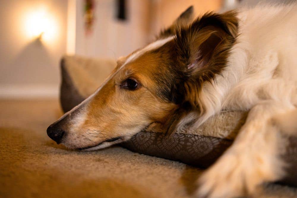 głuchy pies