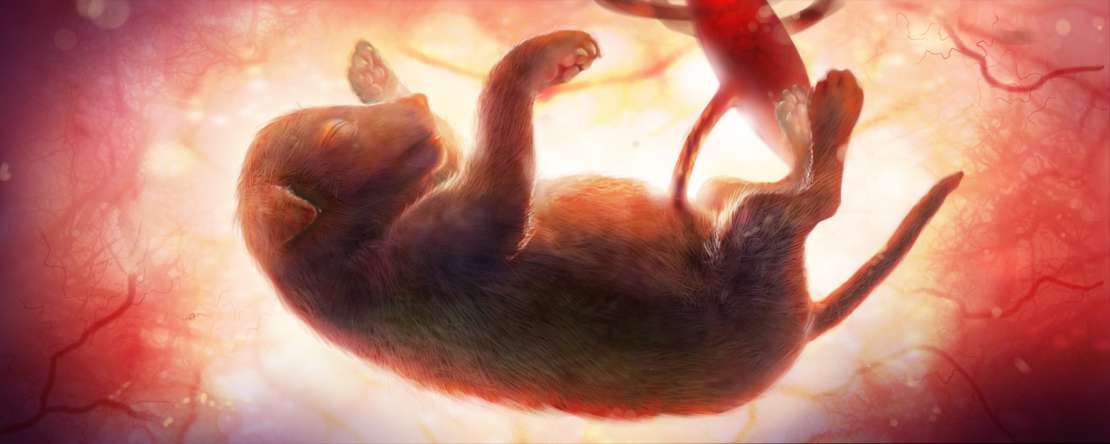 Échographie d’un fœtus de chien de 8 semaines in utero