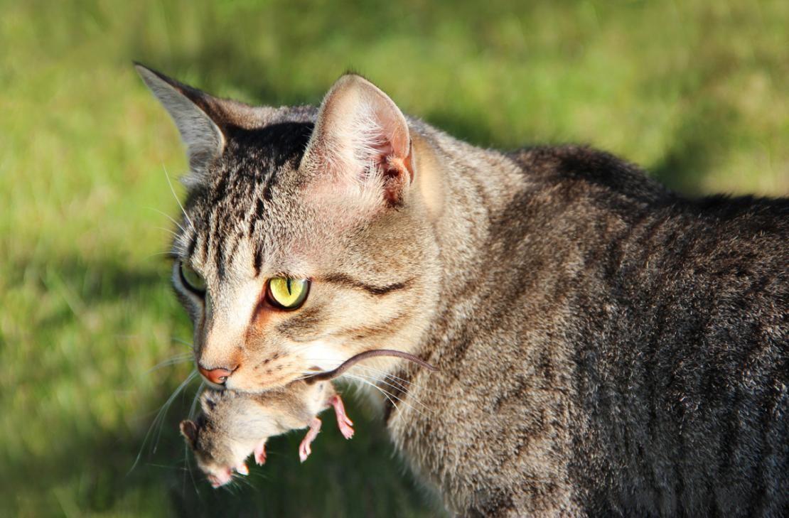 Gato llevando un ratón en la boca