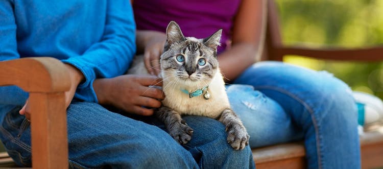 A Birman cat sitting on two owners’ laps on a bench.