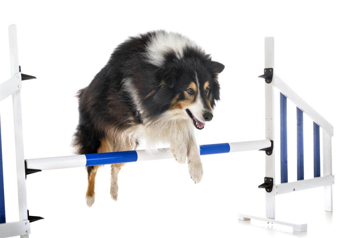 Cachorro pulando obstáculo da atividade Agility