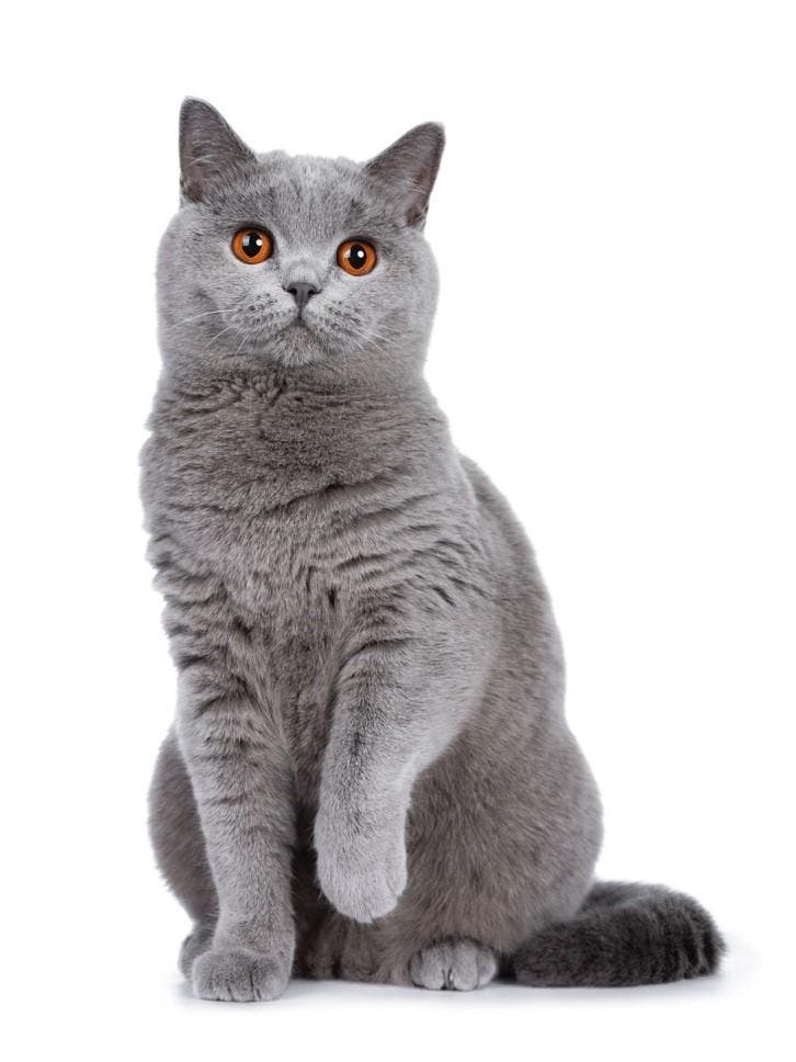 Gato cinza sentado olhando para a camera