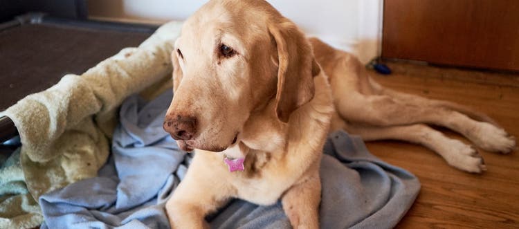 An older Labrador relaxing on a blanket.