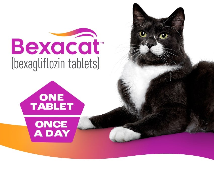 Black and white cat next to the Bexacat logo