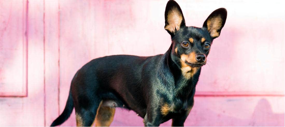 Alla scoperta delle razze canine- il Pinscher