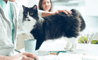 Cat on kitchen table getting pets from owner
