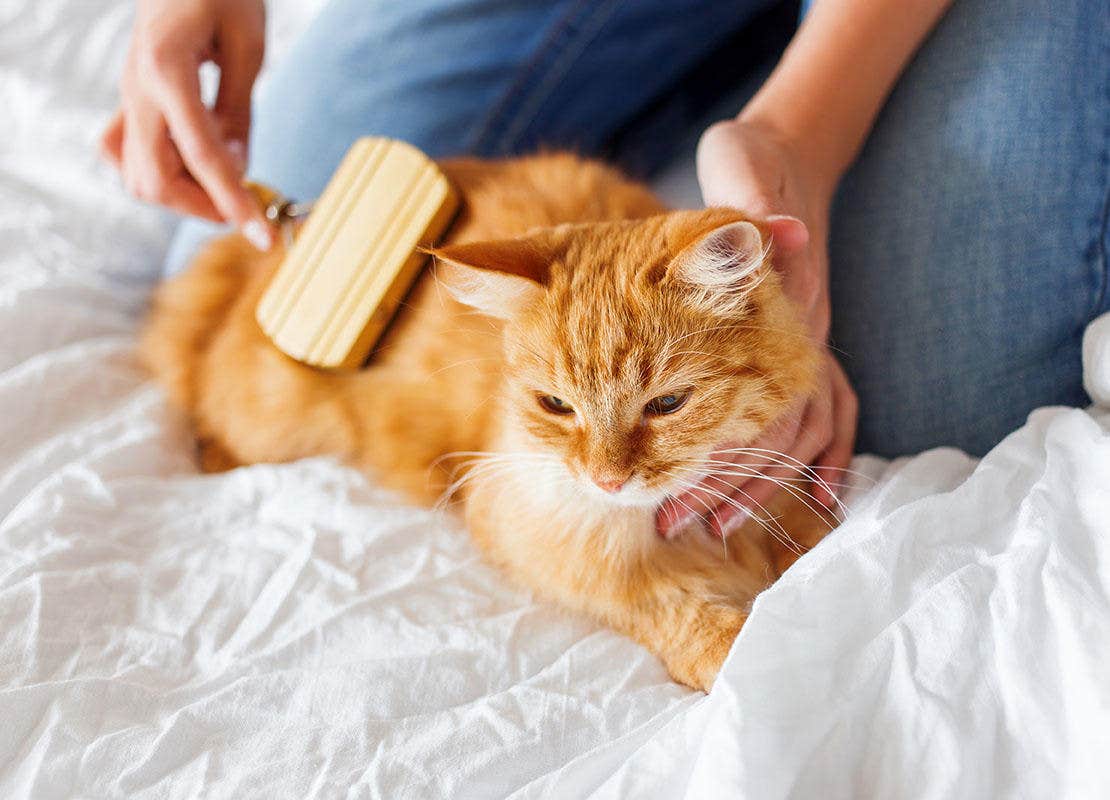 Een kat wordt geborsteld