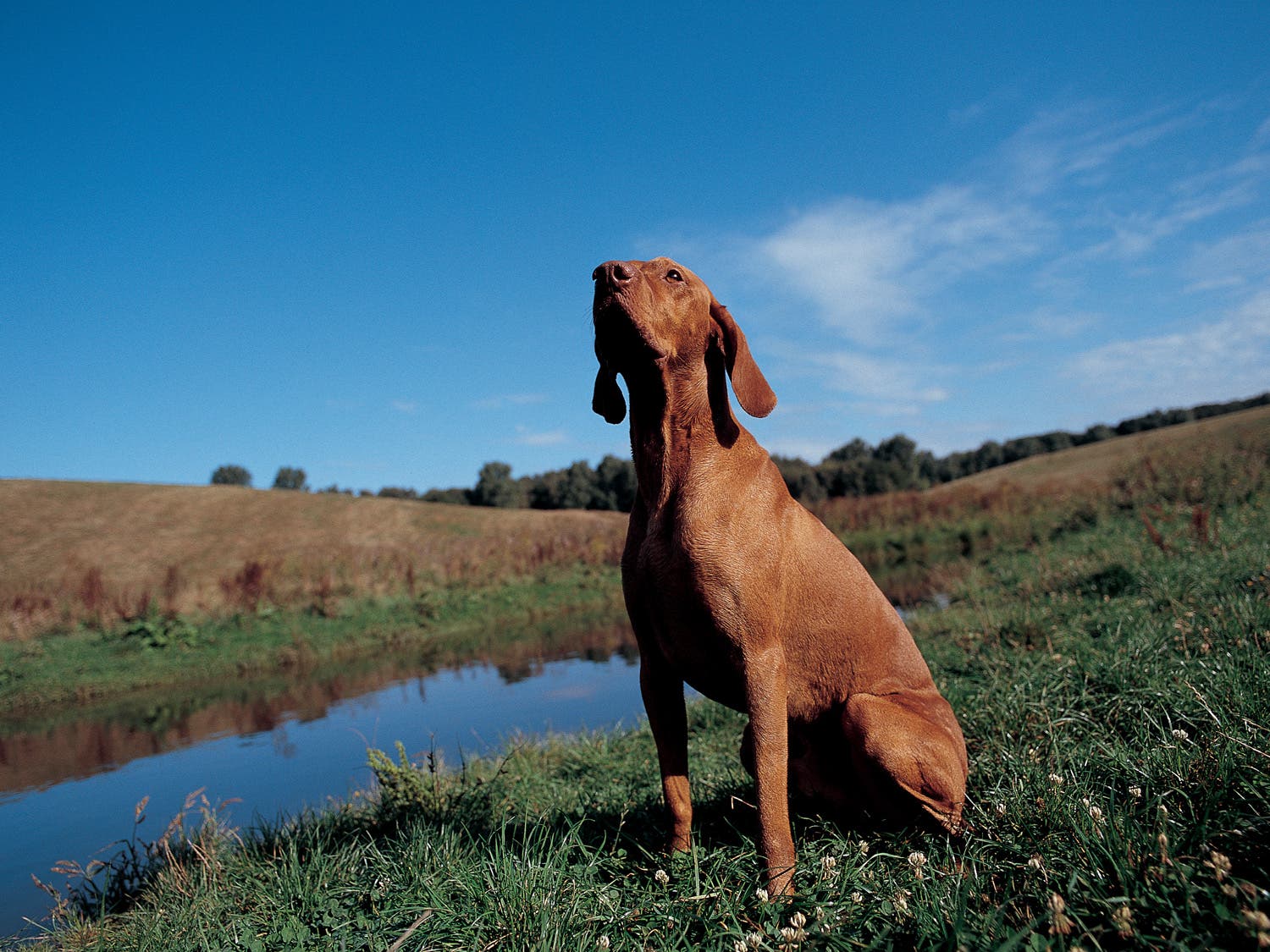 Dog sitting in a field near a pond