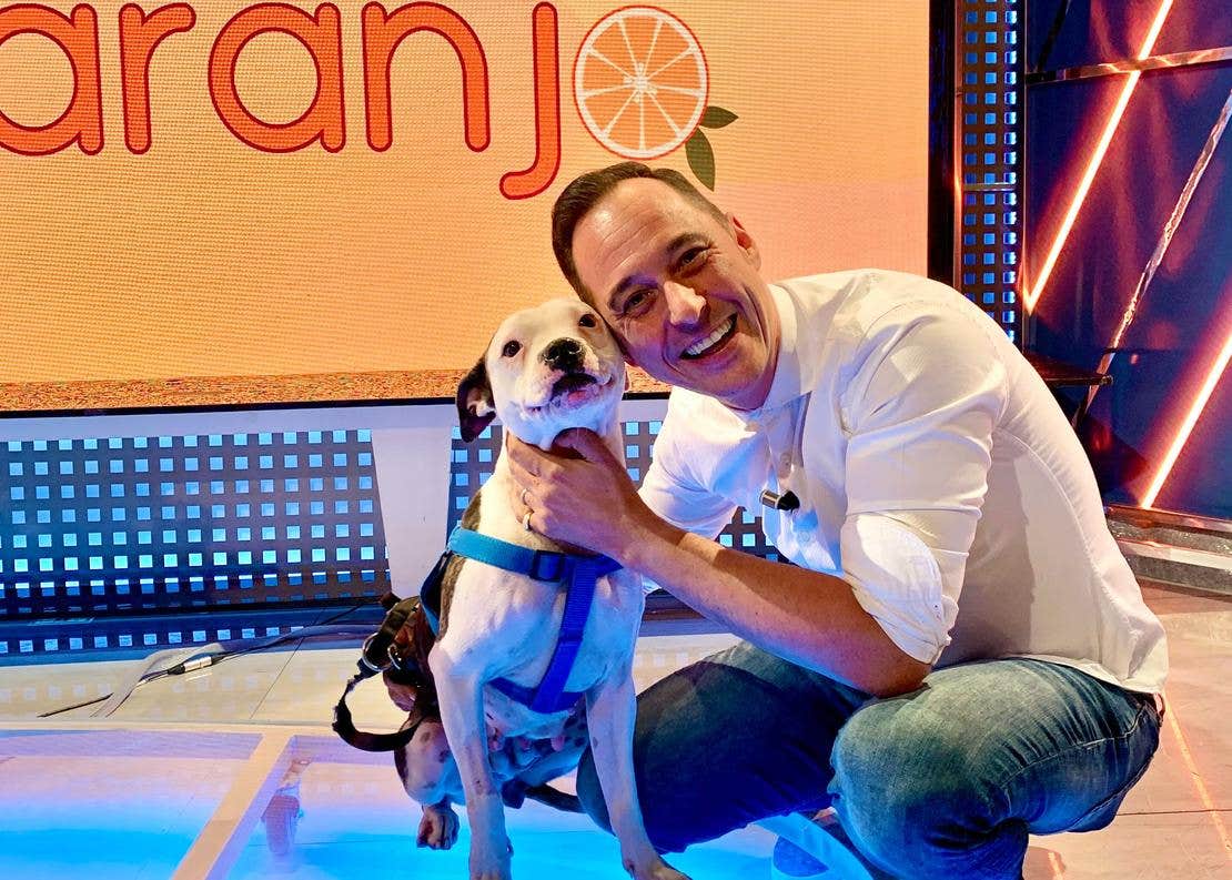 Perros potencialmente peligrosos
