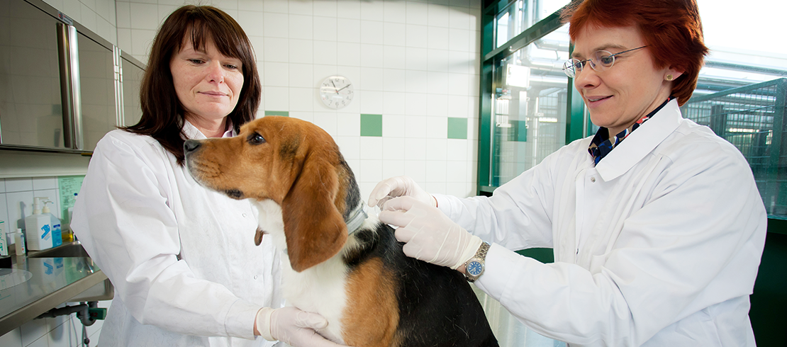 Pies chroniony przed nicieniem płucnym w gabinecie weterynaryjnym 