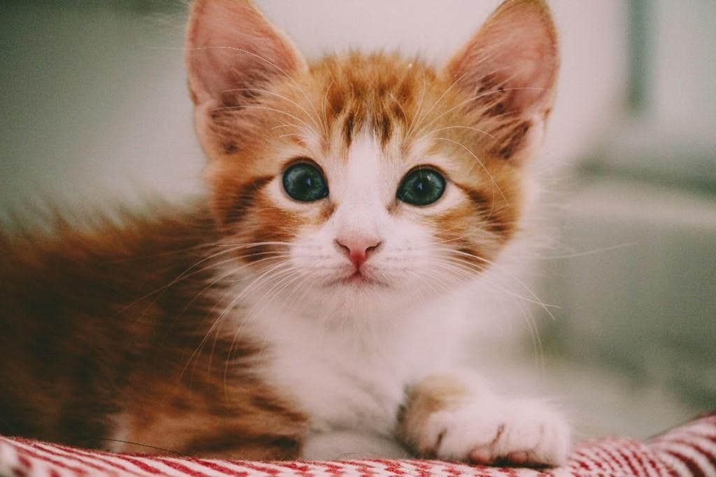 gatto in casa
