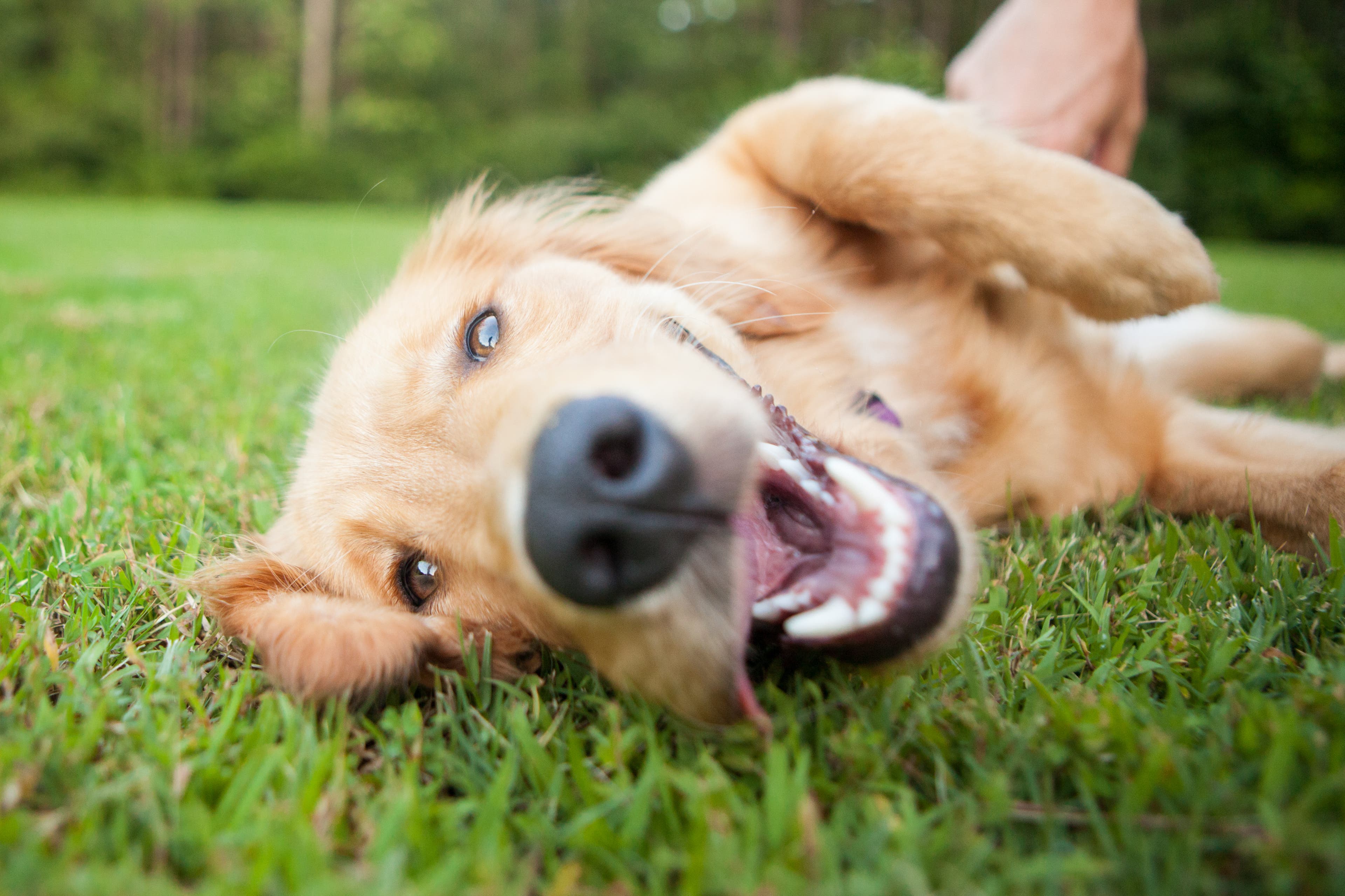 Golden retriever lying in grass