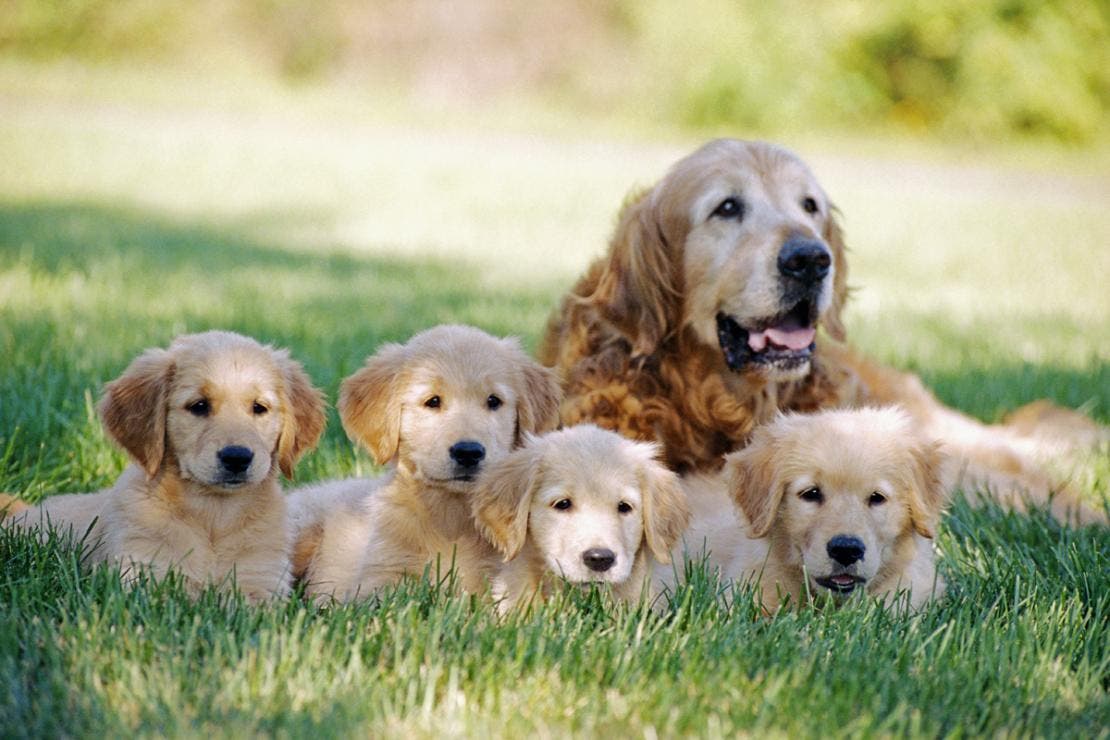 Adult dog with puppies