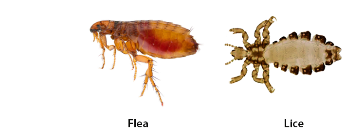 Flea and lice comparison image