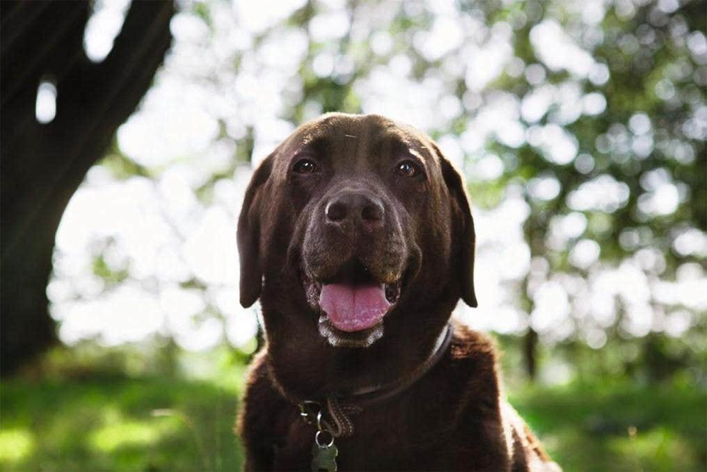 Brun labrador som tittar in i kamrean