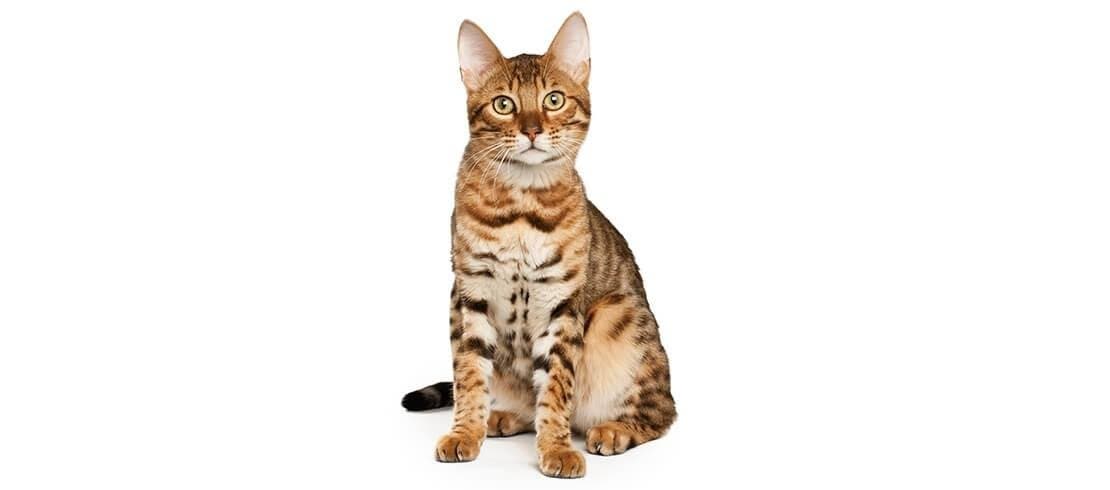 Bengal cats are large, athletic, hypoallergenic cats that can weigh up to 7 kilos
