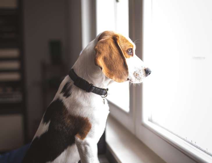 dog sitting near window