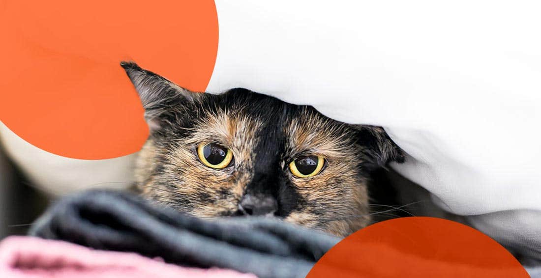 Tortoiseshell cat hiding under blankets.