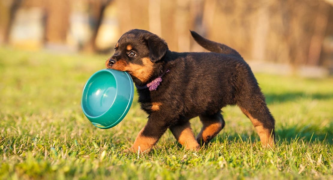 Puppy carrying his blue food bowl across a backyard.