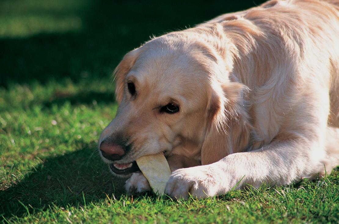 Photo d’un chien avec une friandise dans l’herbe