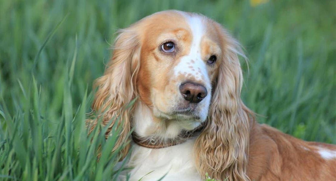 Lys hund, rødlig og hvid, med lange bølgede ører sidder i græsset og kigger forbi kameraet