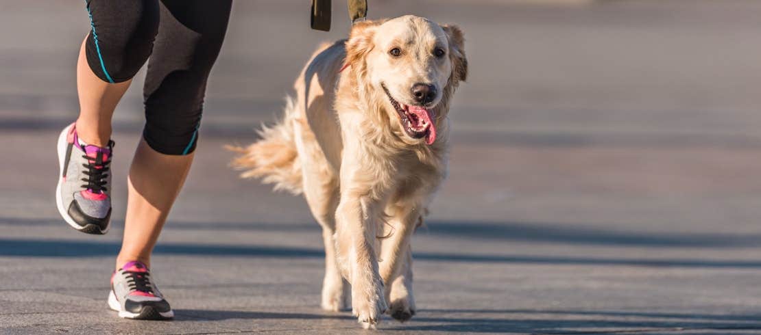 A Golden Retriever happily running alongside their owner.