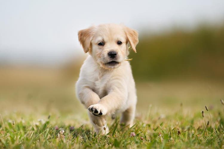 Perro cachorro corriendo en pasto