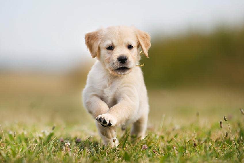 Perro cachorro corriendo en pasto