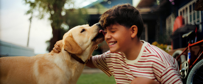 Labrador licking boys face risking zoonoses