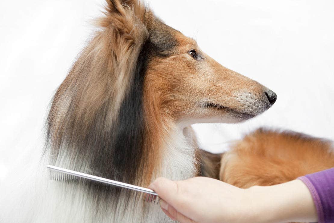 Dog being groomed