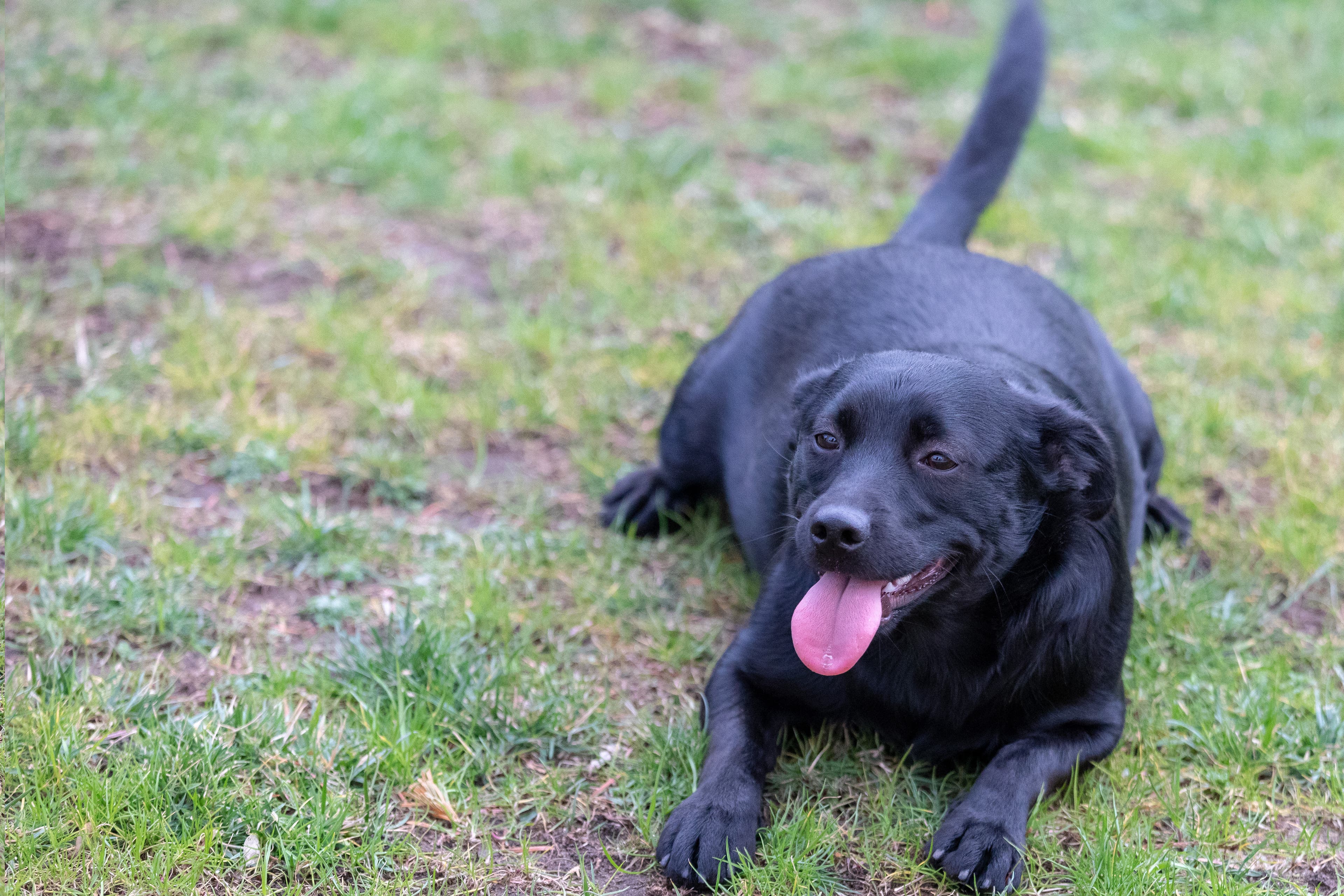 Obese dog laying on grass