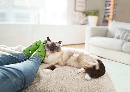 cat looking direct, sitting down calmly on foot of bed, by cat owner’s feet that have green cat socks on them
